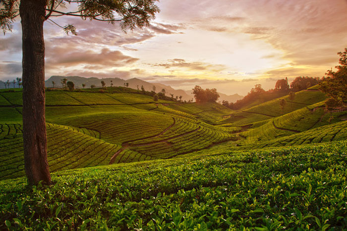 Tea gardens at Coonoor, among the best honeymoon places in Tamil Nadu