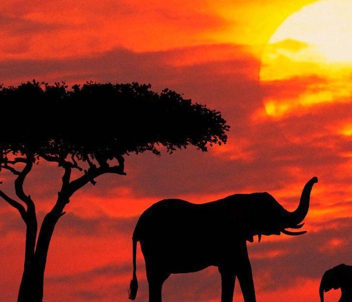 Silhouette elephants in the sunset, Kenya