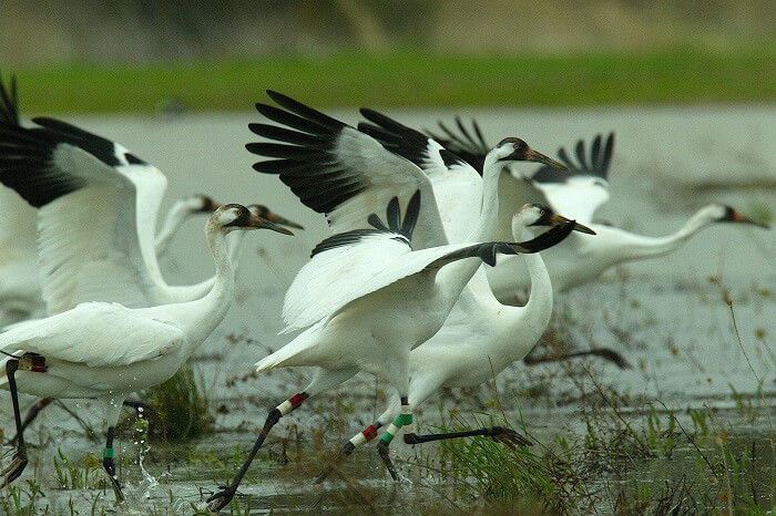 Migratory birds at a water body within the Sultanpur Bird Sanctuary near Delhi