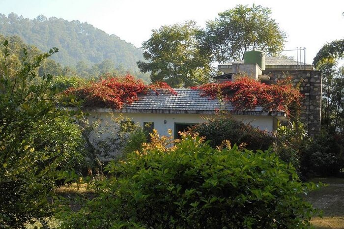 Backyard and kitchen garden of the Magpie Cottage in Lansdowne