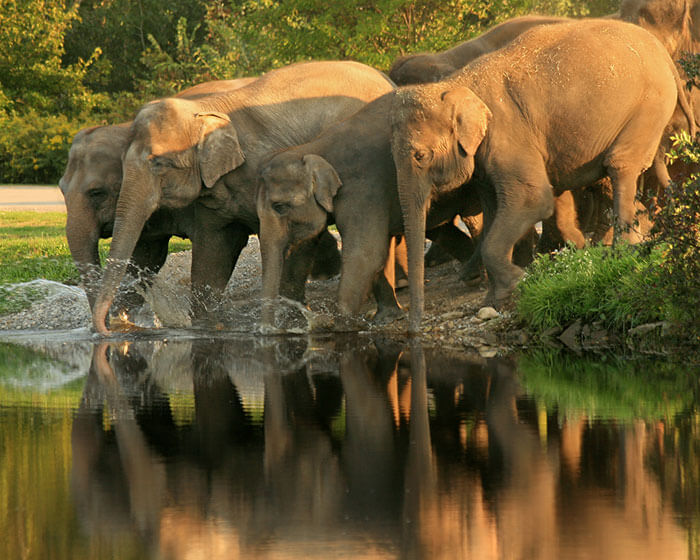 Elephants near a river at Mudumalai National Park, Nilgiri