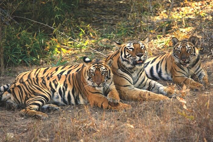 Tigers spotted during a jungle safari in Pench