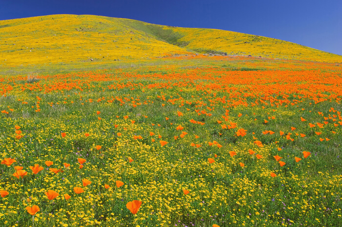 10 Flower Valleys In India & Around The World That’ll Make You Believe ...