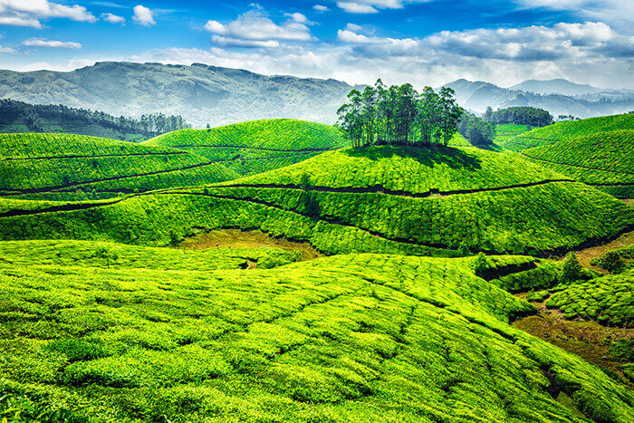 tea gardens munnar cover