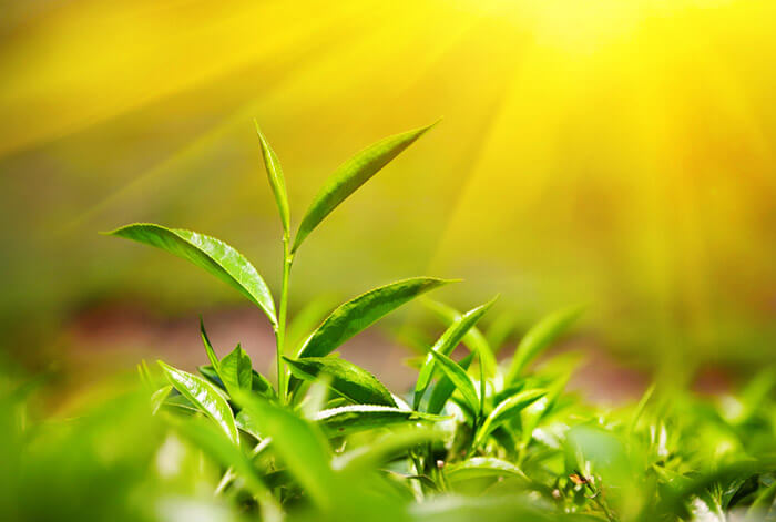 Chithirapuram, a paradise of tea gardens in Munnar