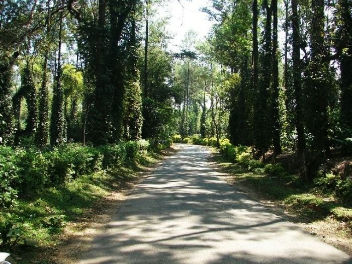 Chettalli is a small village on the Madikeri hill station, Karnataka