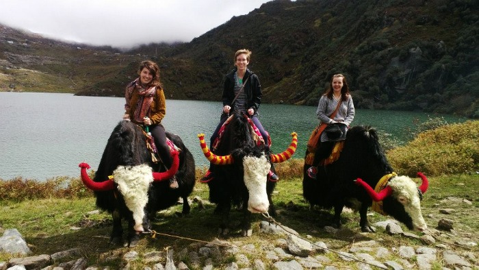 Famous Yak safari in Thangu and Dzongri around the Tsomogo Lake