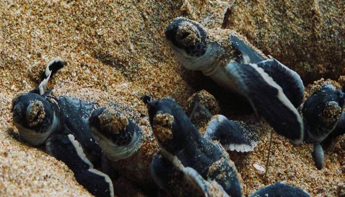 Five varieties of Sea Turtles found in Sri Lanka