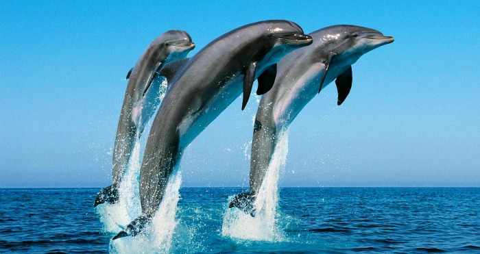 Whale watching and spot dolphins play in Mirissa beach