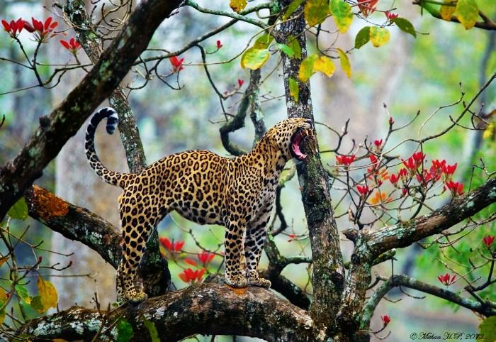 Leopard at Nagarhole wildlife sanctuary, near Bangalore