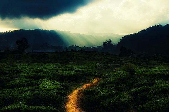 Nuwara Eliya is a picturesque city located in the heart of Sri Lanka