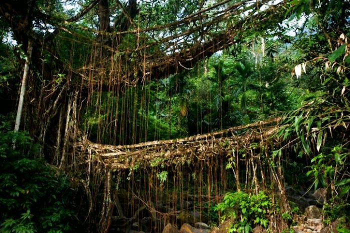 Root bridges - Explore the Himalayas on Foot and Discover the Natural Architecture