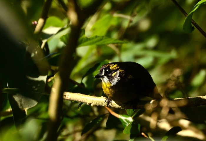 Spot Yellow-eared Bulbul at Horton Plains National Park, Sri Lanka