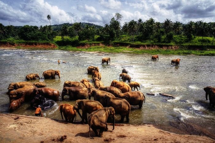 Pinnawala Elephant Orphanage