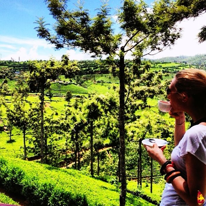 Sri lankan tea gardens