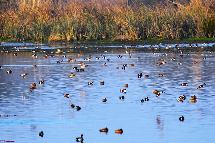 Migratory birds in Sultanpur Bird Sanctuary in New Delhi