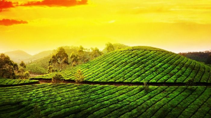 The sprawling tea plantations in Munnar 