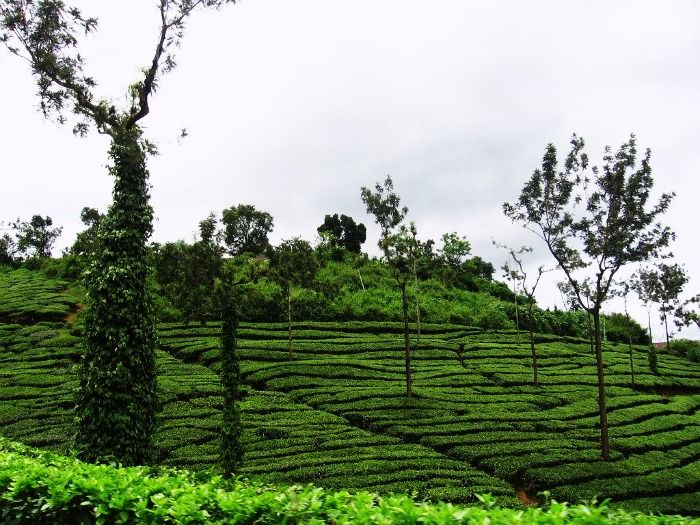Tea gardens in Wayanad, Kerala