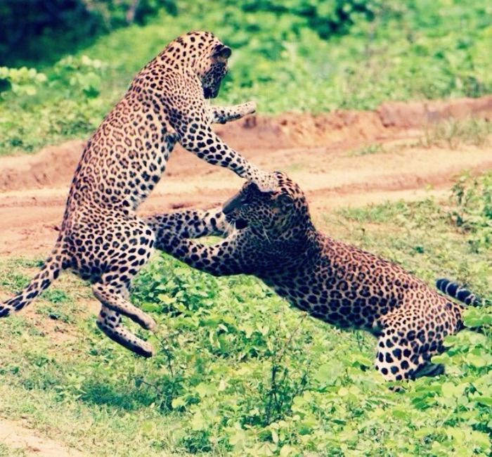 The wildlife expeditions