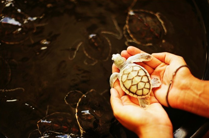 Baby sea turtle