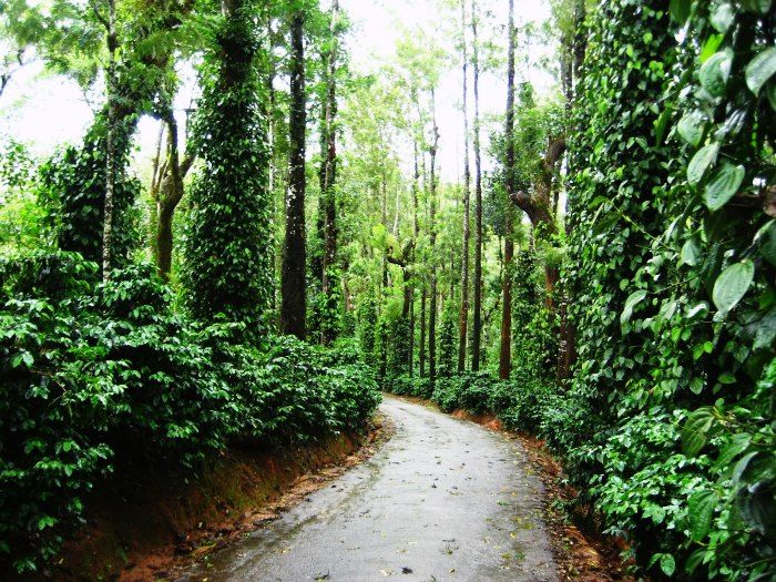 Coorg is amongst the best places to visit in India