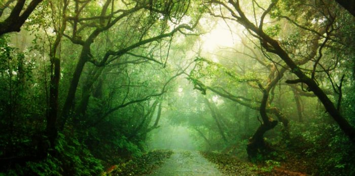 Coorg is amongst the best hill stations in India