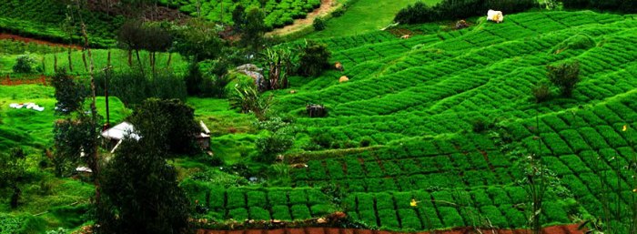 The beautiful hill station is located in the Nilgiris Hills