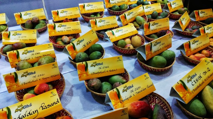 Taste the variety of the king of all tropical fruits - Mangoes