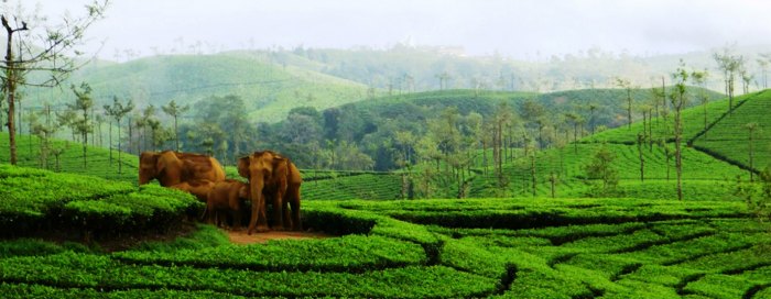 Meghamalai is one of the best hill stations in India in summer