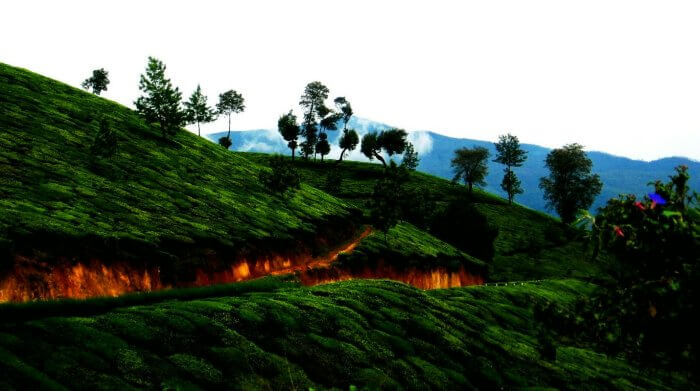 Munnar in Kerala