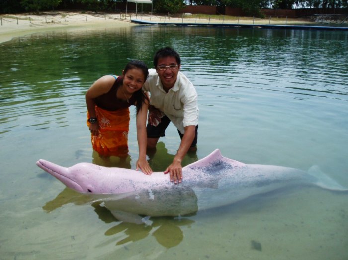 Spot dolphins at St John’s Island in Singapore