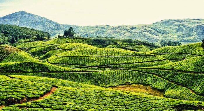 The green blanketed hills of Munnar