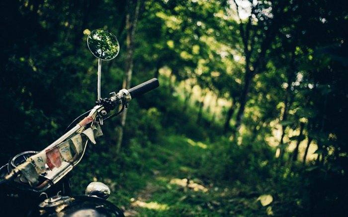 Drive through the forests in Wayanad