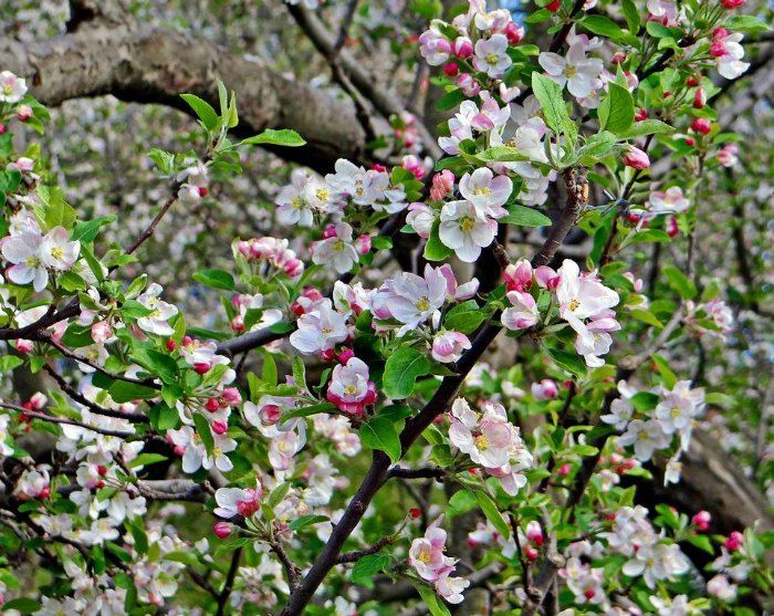 apple blossoms