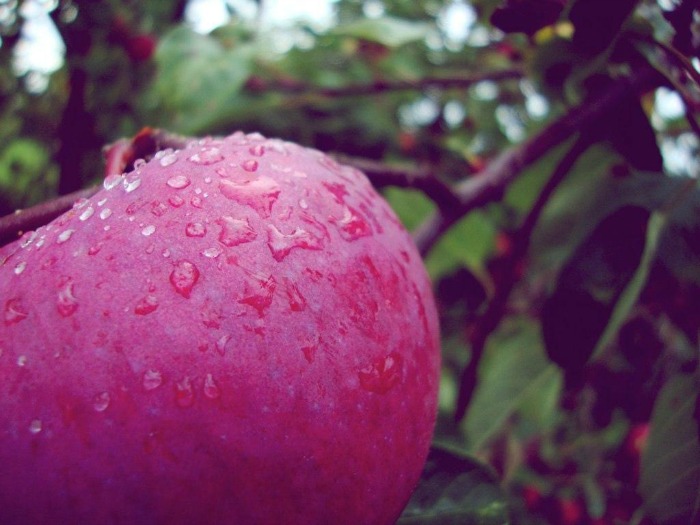 apple orchards