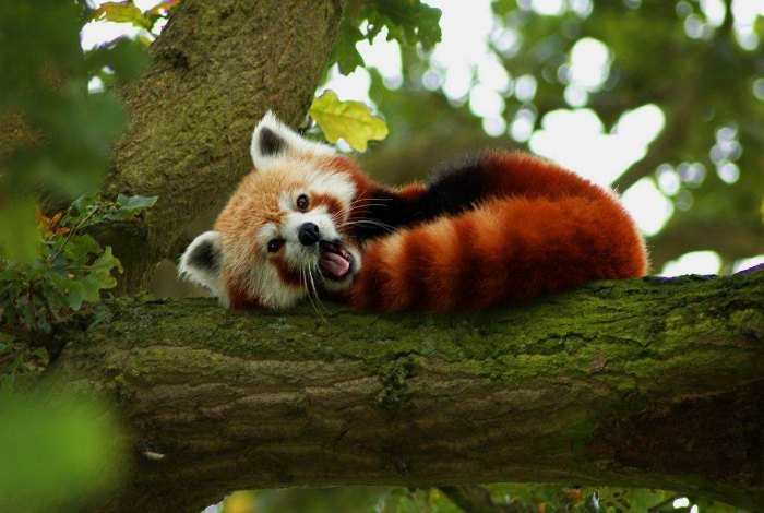 red panda in Himachal pradesh