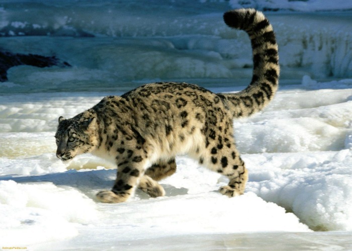 snow leopard