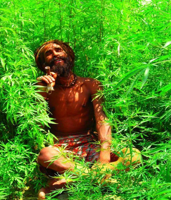 weed in himachal