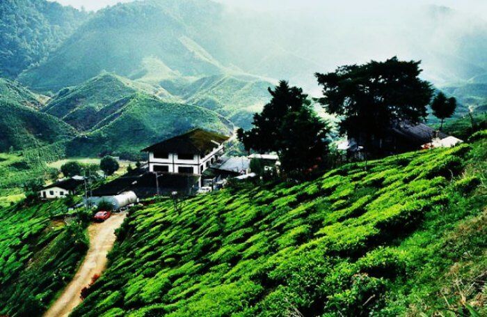 The serene plantations of Cameron Highlands Malaysia