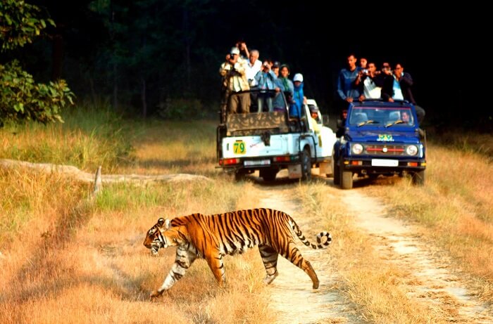 Jeep safari in Jim Corbett is one of the most popular tourist attractions in Uttarakhand