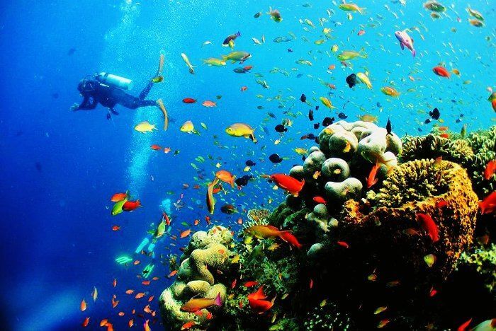 Scuba diving in Sipadan islands in Malaysia