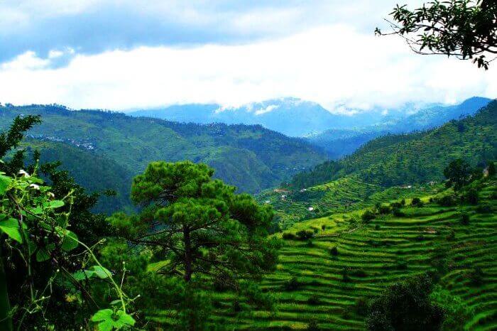 Terrace farming in Ranikhet