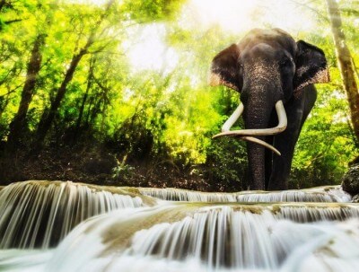 An elephant by the Erawan National park