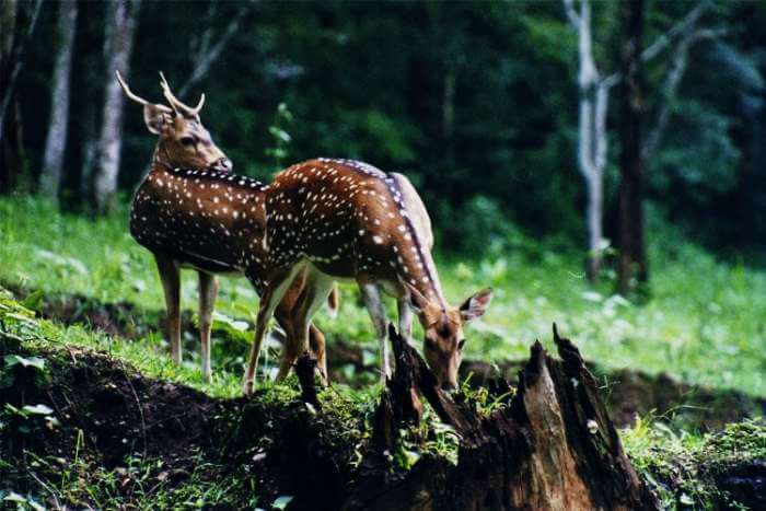 Deers in Mandovi-Zuari Wildlife Sanctuary