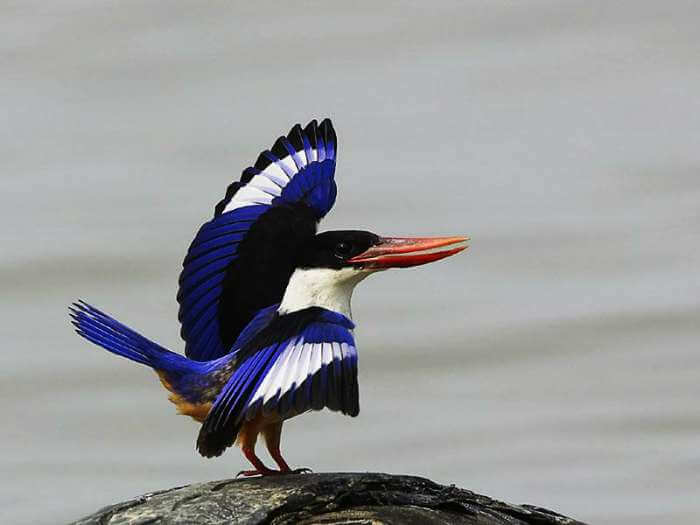 Salim Ali Bird Sanctuary is an offbeat tourist places to visit while in Goa