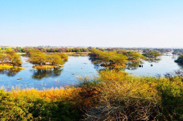 Wetland of Sultanpur Bird Sanctuary in Haryana