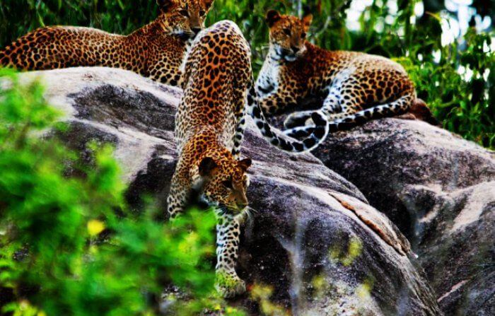 Head for an adventurous wild honeymoon to Yala National Park