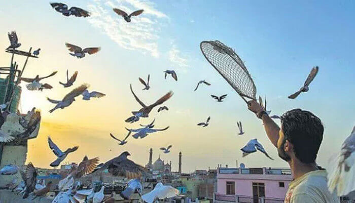 kabootarbazi in Old Delhi
