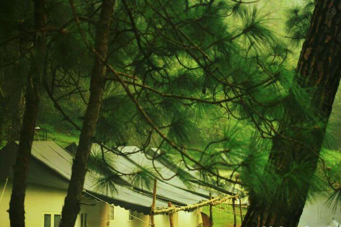 Camping tents amidst tall pine trees in Kangojodi