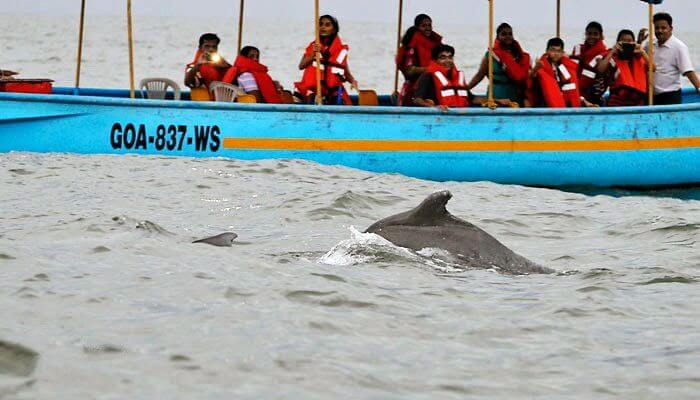 Dolphin Sighting in Goa